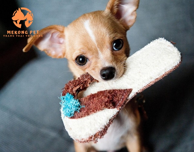 Chó chihuahua rất tinh nghịch và hiếu động